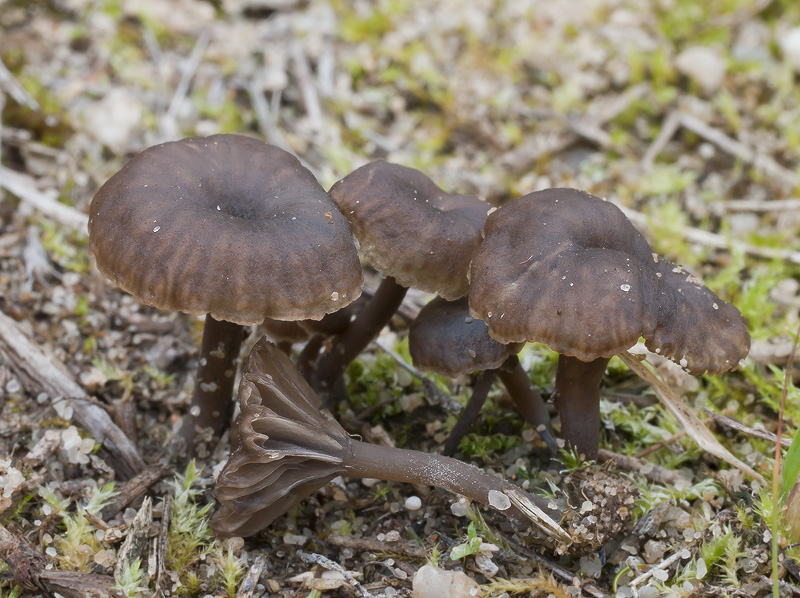 Omphalina griseopallida